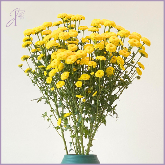 Yellow Button Mum Stem - Sold Per 1 Stem - Create your own Bouquet - Vase not included