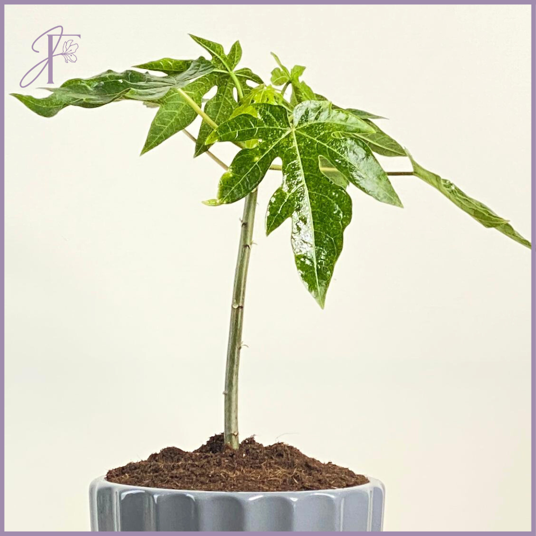 Young Papaya Tree – Tropical Starter Plant