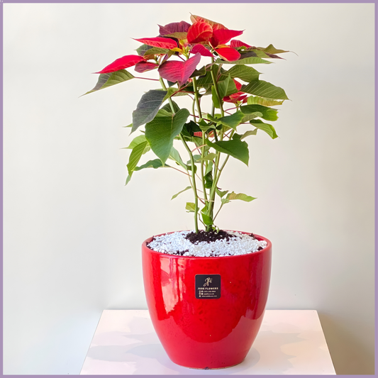 Winter Poinsettia Plant in Red Vase I Seasonal Holiday Décor