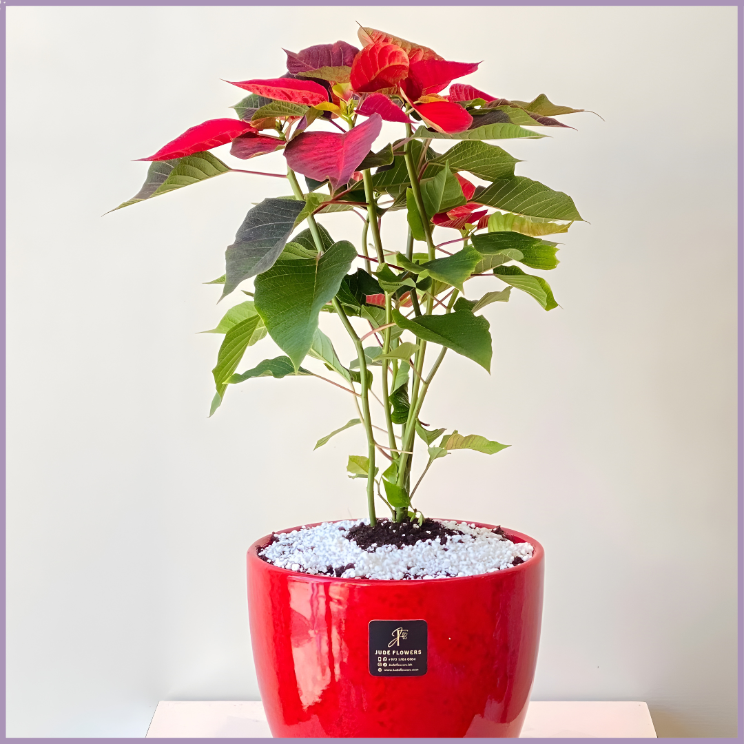 Winter Poinsettia Plant in Red Vase I Seasonal Holiday Décor