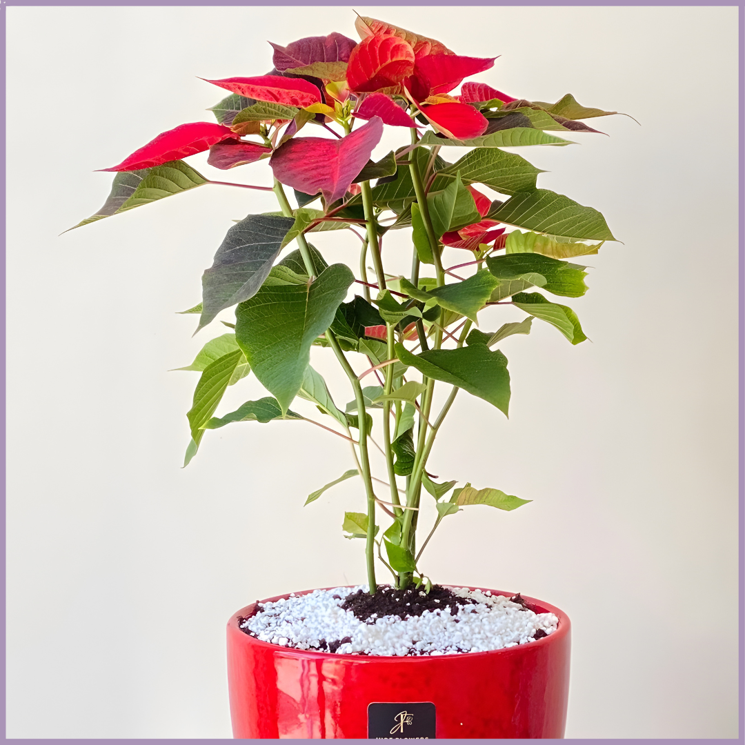 Winter Poinsettia Plant in Red Vase I Seasonal Holiday Décor