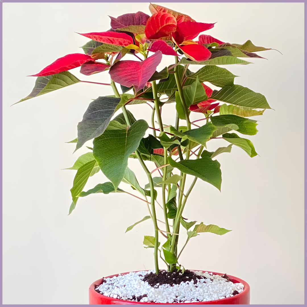 Winter Poinsettia Plant in Red Vase I Seasonal Holiday Décor