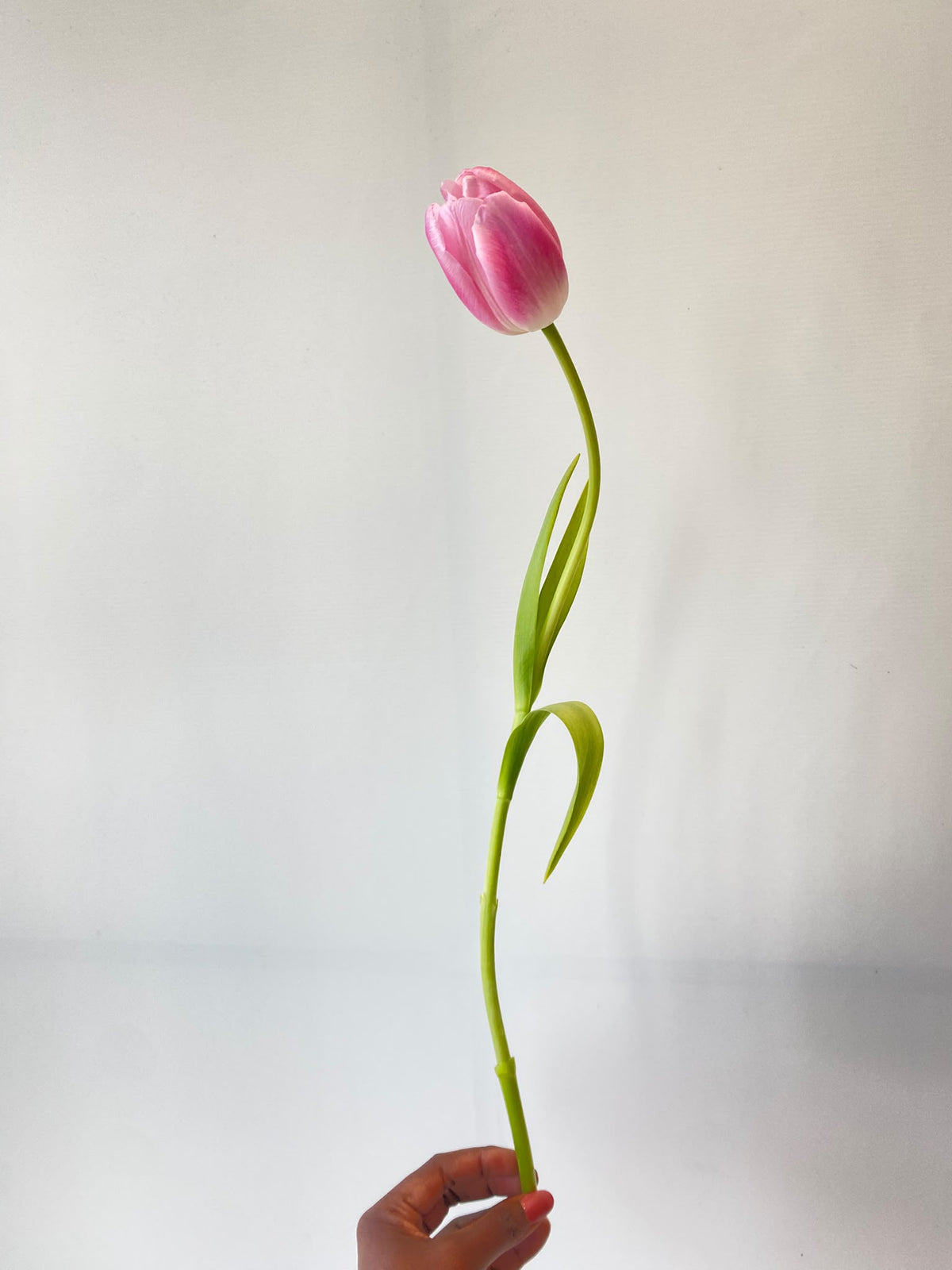 Pink tulip stem for Build Your Own Bouquet at Jude Flowers Bahrain